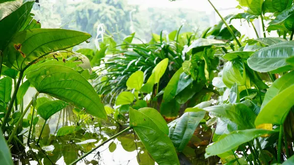 Suyun üzerinde yansımaları olan sakin bir göletin yanında gelişen tropikal yeşil yaprakların detaylı görüntüsü. Bu doğal manzara, sulak arazi bitkisinin, yemyeşil yeşilliğin ve huzurlu atmosferin güzelliğini vurgular. 