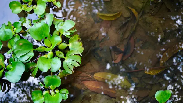 Su yüzeyinde çevre dostu su bitkileri var. Yeşil su sümbülü yaprakları gölet suyunda yüzer, ekolojiyi, sürdürülebilirliği ve doğal sulak alan ortamını sembolize eder.