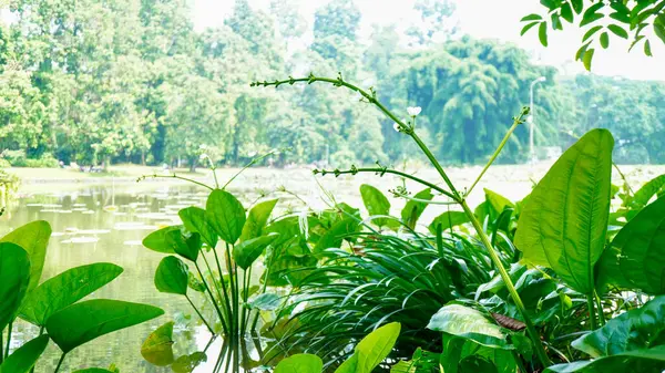 Suda yetişen canlı yeşil su bitkilerinin yakın plan fotoğrafı. Görüntü, su yüzeyindeki güneş ışığını yansıtan geniş yaprakları gösteriyor. Bu da doğal büyüme ve tropikal bitki örtüsünü temsil ediyor.