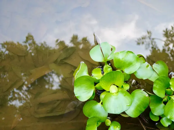 Su yüzeyinde parlak yeşil yaprakları olan tropikal yüzen bitkilerin doğal arka planı