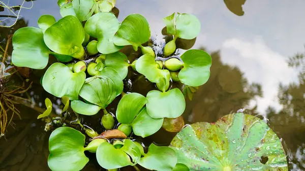 Gölette büyüyen yuvarlak yapraklı su bitkileri, ekoloji, doğa ve sulak arazi temaları için idealdir.