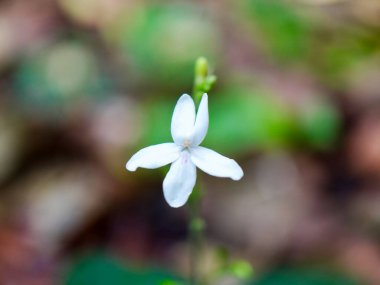 Yumuşak yaprakları ve yeşil arka planı olan narin bir kır çiçeğinin yakın plan fotoğrafı. Görüntü çiçeğin saflığını ve doğal güzelliğini vurguluyor, botanik temalar için ideal, ekolojik yaşam tarzı