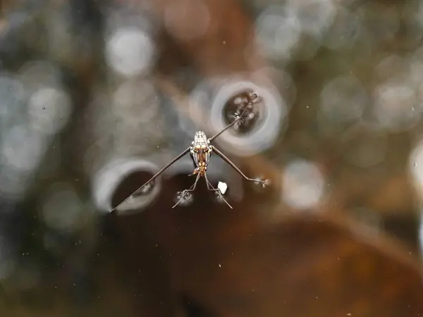 Bir su böceğinin havuzun sakin yüzeyinde durup süzülürken çekilmiş Makro yakın plan fotoğrafı. Görüntü bacaklarının etrafındaki dalgalanmaları gösteriyor.