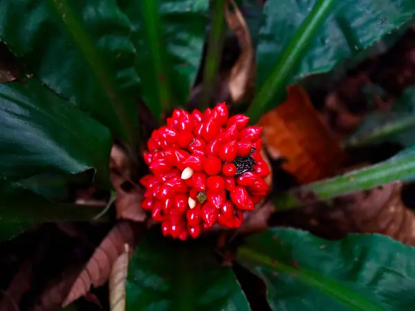 Doğal bitkisel palisota barteri canlı kırmızı meyveler, vahşi tropikal tür fotoğrafçılığı