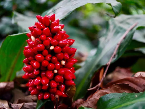 Palisota Barteri 'nin parlak tohumları doğada ele geçirildi, eşsiz bitkisel gelişimini vurguluyor.