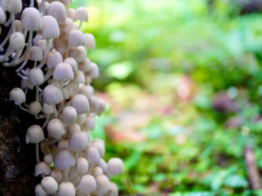 Gölgede filizlenen küçük mantarların, karmaşık detaylarını ve toprak dokusunu vurgulayan, bokeh arkaplanlı Macro fotoğrafı.