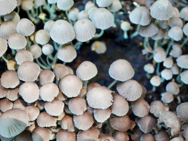 Gri mantar kaplamalarının detaylı görüntüsü, doğal büyüme ve orman çürümesini temsil ediyor.