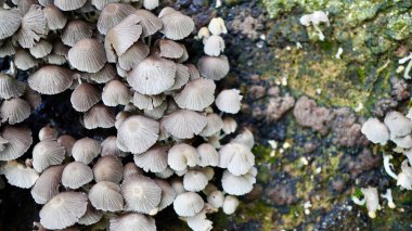 Bir grup vahşi mantar nemli toprak ve ahşap üzerinde birlikte filizlenerek orman bitkileri ve organizmalarının çeşitliliğini vurguluyor.