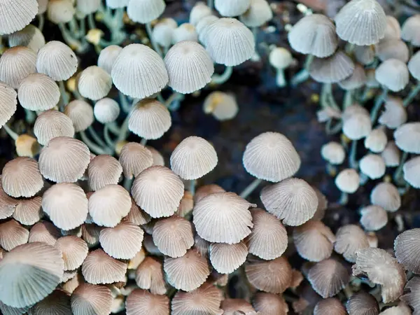 Gri mantar kaplamalarının detaylı görüntüsü, doğal büyüme ve orman çürümesini temsil ediyor.