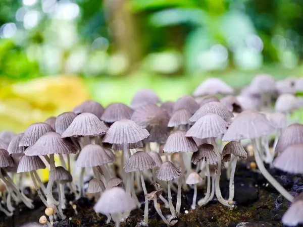 İnce saplı doğal bir mantar kümesi. Bokeh arka planıyla vahşi mantarların güzelliğini ve kırılganlığını gösteriyor.