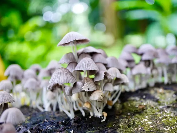 Orman zemininde nemli koşullarda yetişen taze mantarlar nemli ve gölgeli bir orman ortamında gelişiyor.