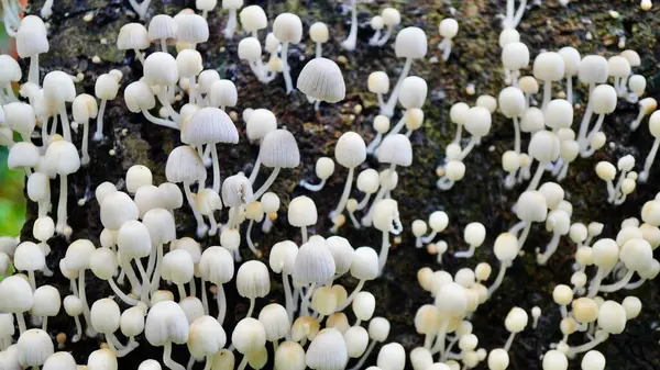 Rutubetli ahşap üzerinde yetişen narin mantarların yakın plan çekimi verimli bir orman ortamında mantarların kırılgan güzelliğini gözler önüne seriyor.