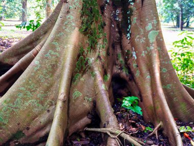 Orman zeminine uzanan geniş kökleri olan dev bir ağaç gövdesinin yakın görüntüsü. Görüntü doğal gücü, eşsiz dokuları ve kabuk, yosun ve toprağın karmaşık desenlerini vurgular.
