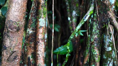 Yosun kaplı ağaç kabuğu ve nemli bir ormanda bükülmüş kökler yakından görülüyor. Görüntü doğanın karmaşık detaylarını yakalar, dayanıklılık, büyüme ve tropikal ormanın evcilleştirilmemiş karakterini gösterir.