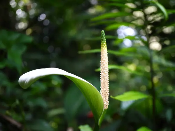 Zarif Barış Zambağı çiçeği. Taze beyaz yaprak gibi spesiyali ve uzun spadiks. Gölgeli bir orman bahçesinde tropikal yapraklarla çevrili.