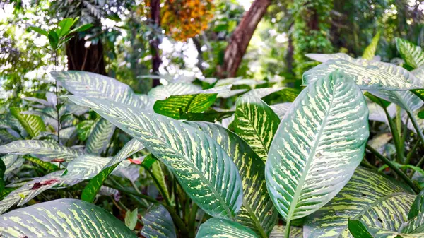 Doğal çeşitlilikte sarı işaretli tropikal aglaonema saçaklarının güzel yakın çekimi. Yeşillik, ormanın zenginliğini, büyümeyi, ahengi ve egzotik botanik güzelliğini sembolize eder.