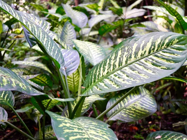 Yeşil ve sarı tonlarında farklı yaprakları olan tropikal aglaonema bitkisinin detaylı görüntüsü. Bir orman ortamında yakalanan bu resim doğanın, büyümenin ve bitki çeşitliliğinin güzelliğini vurgular.
