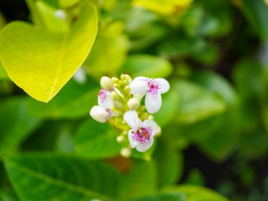 Pseuderthemum Carruthersi 'nin yakın plan fotoğrafı. Canlı mor çiçekleri ve yemyeşil yapraklarıyla bilinen çarpıcı bir tropikal çiçek.