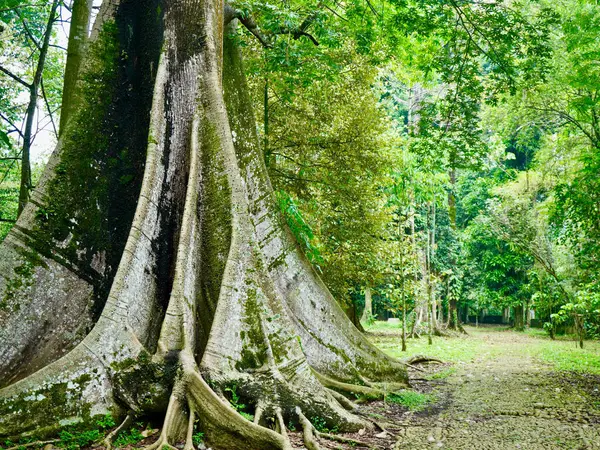 Tropikal bir ormana kök salmış antik bir ağaç gövdesine yakın çekim. Manzara, yoğun yeşillik, temiz hava ve sakin bir yol ile ormanın doğal güzelliğini vurgular, eko, çevre ve açık hava kavramları için idealdir.