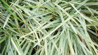 Yeşil ve beyaz çizgili çimenler, doğal arka planlar, bahçe tasarımı ve çevre dostu kavramlar için mükemmel.