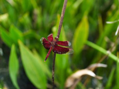 Doğaya tünemiş kırmızı kanatlı bir yusufçuk. Güzelliği, dönüşümü ve vahşi doğada dengeyi simgeliyor.