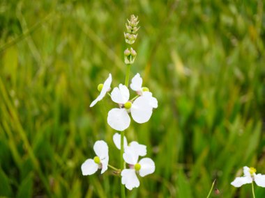 Su çiçekleri, yeşil sapların üzerinde duran saf beyaz taç yapraklarıyla sadeliği ve doğal zarafeti sembolize eder.
