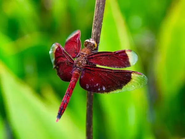 Makro çekimde yakalanan egzotik kırmızı yusufçuk hassas kanatlarını, parlak renklerini ve ince vücut detaylarını vurguluyor.