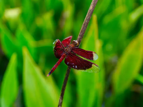Güzel kırmızı yusufçuk yarı şeffaf kanatlarıyla sakince bir dal üzerinde oturuyor, canlı yeşil bir zemin üzerine kurulmuş