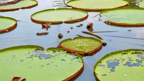 Dev Amazon nilüferlerinin yakın plan detayları. Dokulu kenarları ve sakin su yansımaları tropikal biyolojik çeşitliliği sembolize ediyor.