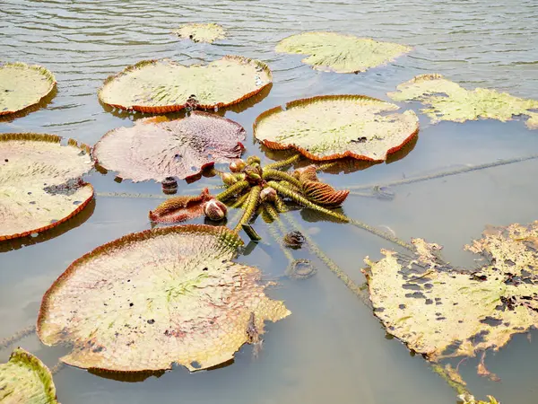 Dev nilüferler (Victoria amazonica) muazzam yuvarlak yüzen yapraklarla, tropikal bölgelerdeki büyüklüğü ve eşsiz güzelliğiyle hayran olunur.