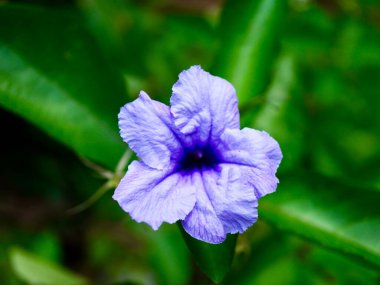 Canlı, yeşil yapraklı mor Ruellia çiçeğinin yakın plan çekimi. Tropikal bahçeleri, çiçekli arka planları ve doğal güzellik temalarını resmetmek için mükemmel.