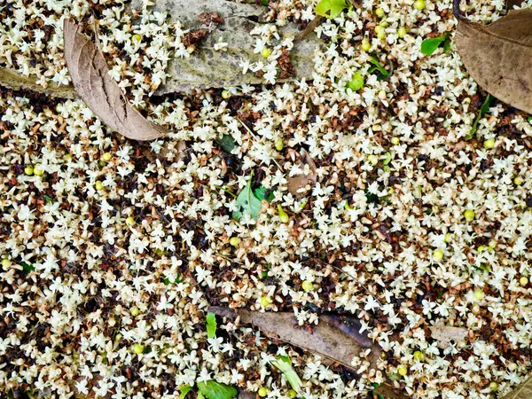 Yerlere saçılmış küçük beyaz Alstonia burslu çiçeklerine yakından bakmak orman zemininde doğal bir çiçek arkaplanı oluşturur. Dokular, arka planlar ya da doğa kavramları için mükemmel.