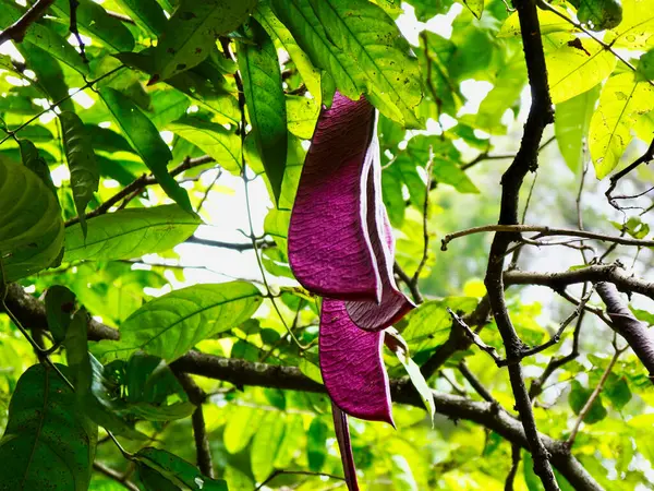 Arka planda canlı yeşil yaprakları olan mor yer elması çiçeğinin yakın çekimi. Egzotik tropikal bitkileri, orman sarmaşıklarını ve yenilebilir yabani bitkileri resmetmek için mükemmel.