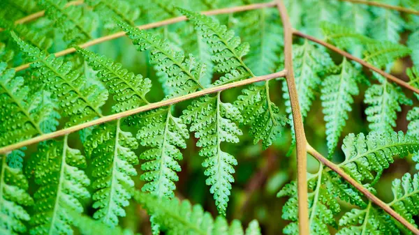 Canlı yeşil eğreltiotu yeşili, taze ve doğal güzelliği sembolize eden detaylı makro çekim. Botanik geçmişi, orman yaşamı ve organik kavramlar için ideal.