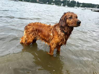 Golden retriever, yüzdükten sonra sakin ve sığ bir suda duruyor. Islak kürk, barışçıl ifade. Arka planda tekneler ve göl olan açık hava yaz sahnesi. Aktif evcil hayvan doğanın tadını çıkarıyor.