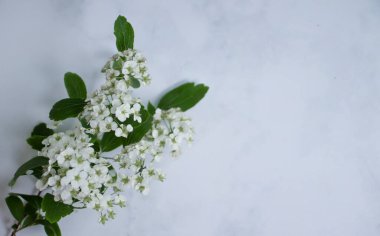 Eski arkaplanda beyaz bahar çiçekleri