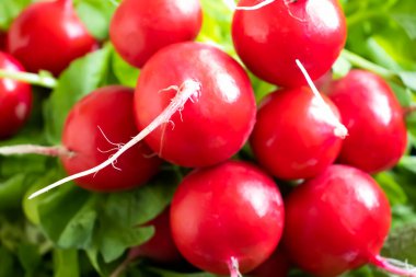 Taze kırmızı turp. Yakın çekim.