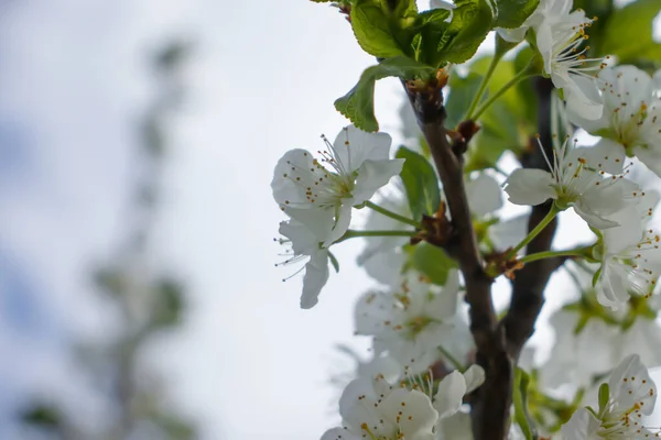Blühender Apfelbaumzweig Schöner Hintergrund — Stockfoto
