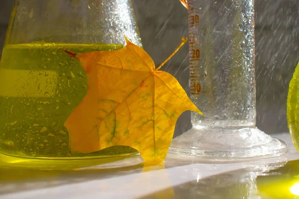 Laboratory flask autumn leaf on a light background