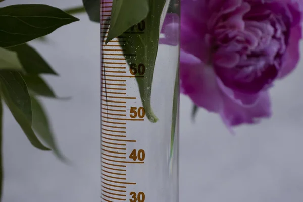 Лабораторна Квітка Колби Світлому Фоні — стокове фото