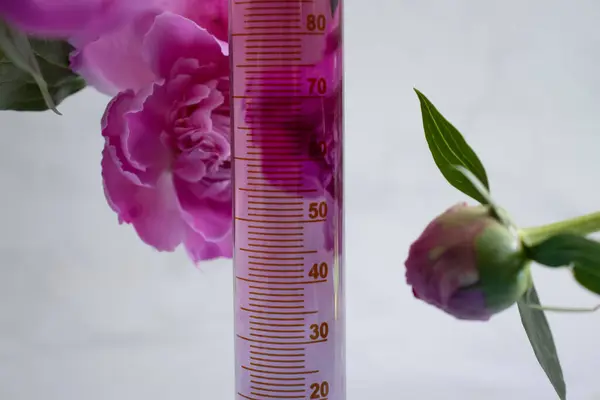 Лабораторна Квітка Колби Світлому Фоні — стокове фото