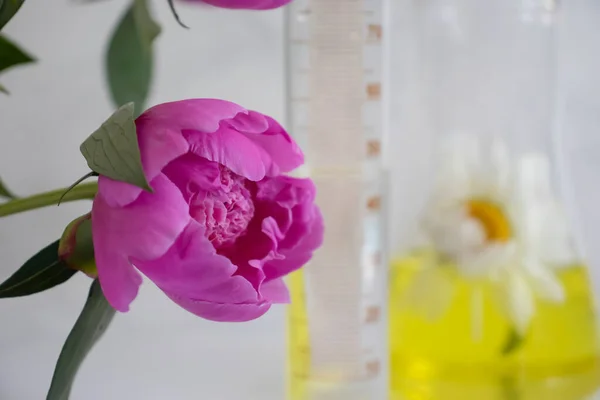 Εργαστηριακή Φιάλη Λουλούδι Ελαφρύ Φόντο — Φωτογραφία Αρχείου