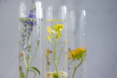 Laboratory flask, flower on a light background