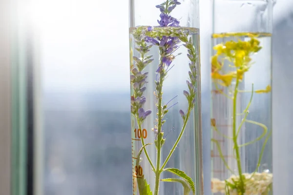 Laboratory Flask Flower Light Background — Fotografia de Stock