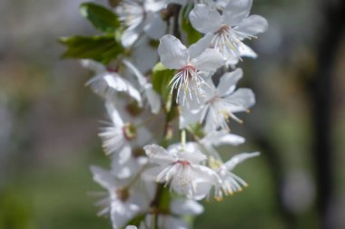 Bir elma ağacının çiçek açan dalı.