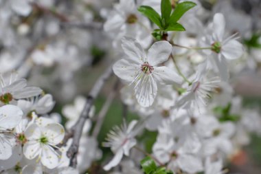 Bir elma ağacının çiçek açan dalı.