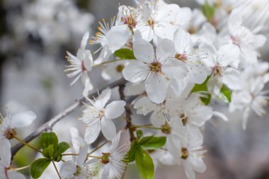 Bir elma ağacının çiçek açan dalı.