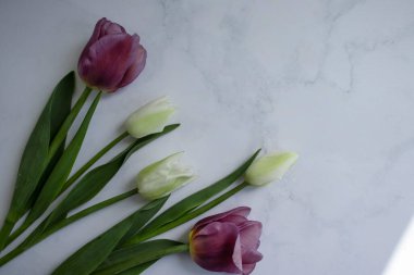 Açık arkaplan çerçevesinde güzel laleler