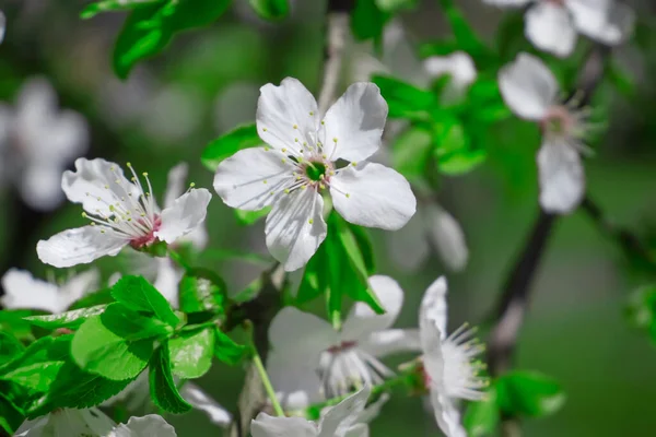 Bir elma ağacının çiçek açan dalı.