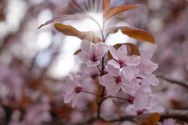 Çiçek açan kiraz, yakın plan güzel arka plan.